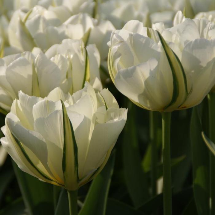 Tulipa 'Exotic Emperor' plant