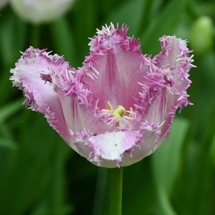 Tulipa 'Eyelash' plant