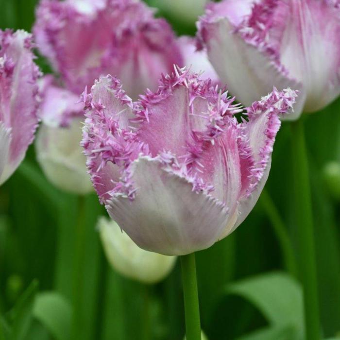 Tulipa 'Eyelash' plant