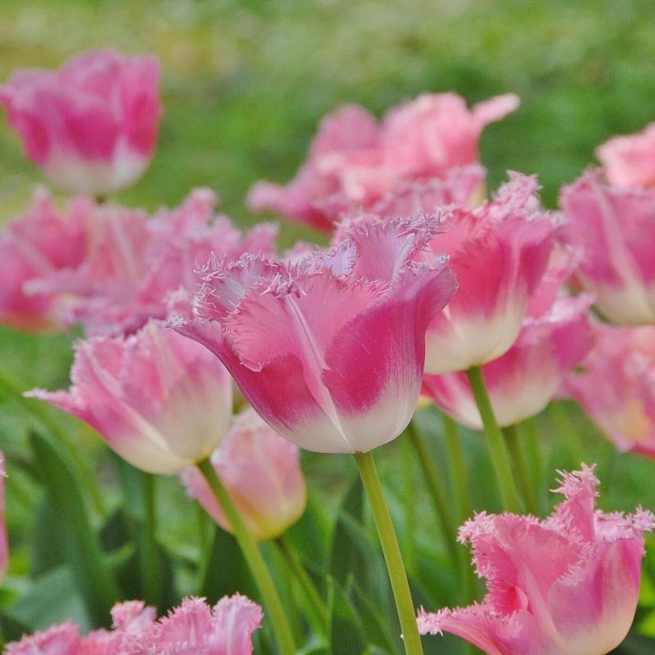 Tulipa 'Fancy Frills' - buy plants at Coolplants