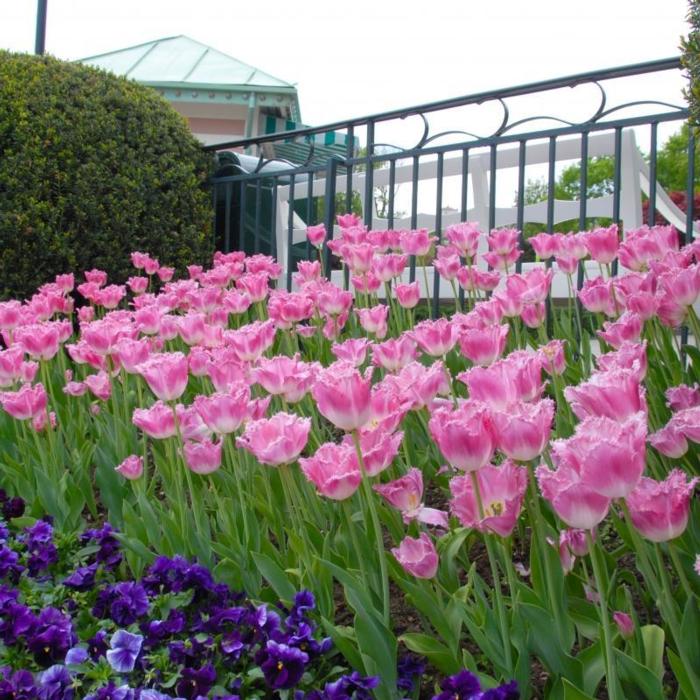 Tulipa 'Fancy Frills' plant