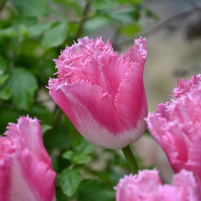 Tulipa 'Fancy Frills' plant