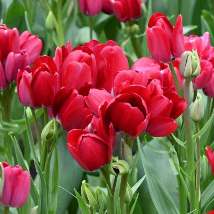 Tulipa 'Fiery Club' plant