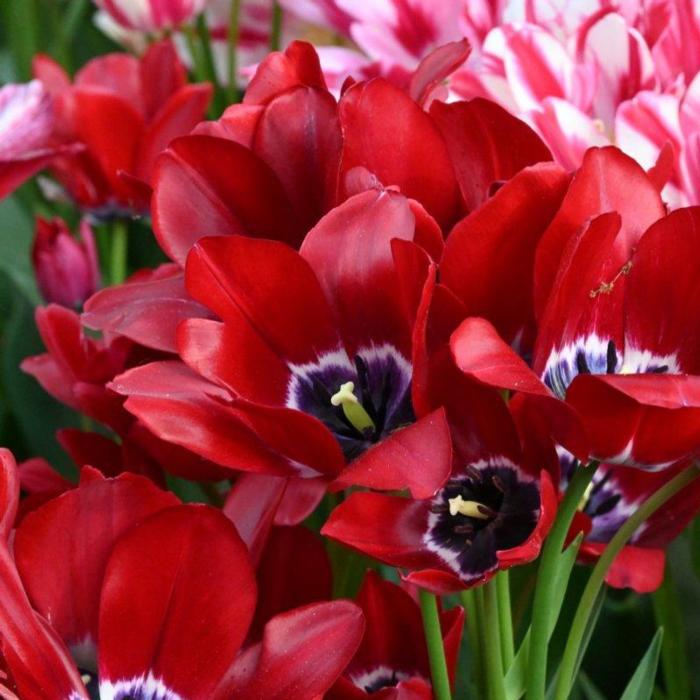 Tulipa 'Fiery Club' plant