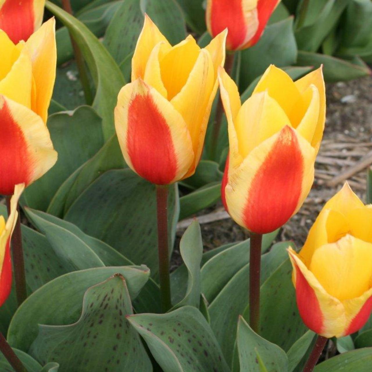 Tulipa 'First Love' plant