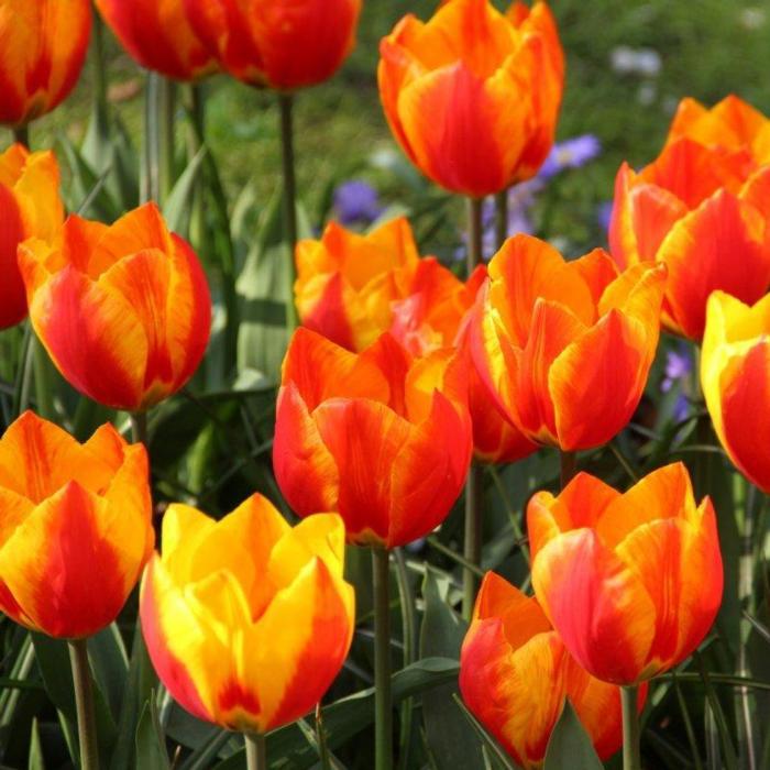 Tulipa 'Flair' plant