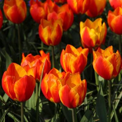 tulipa-flair