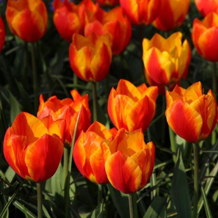 Tulipa 'Flair' plant