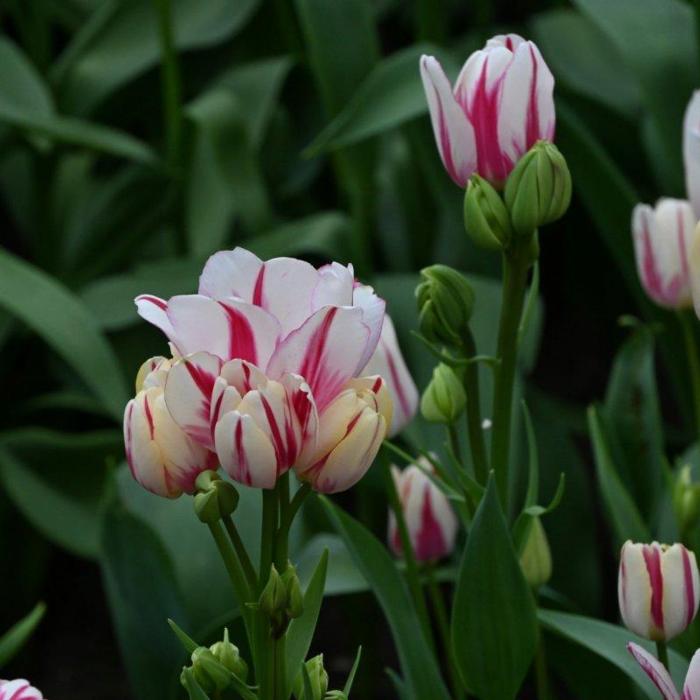 Tulipa 'Flaming Club' plant