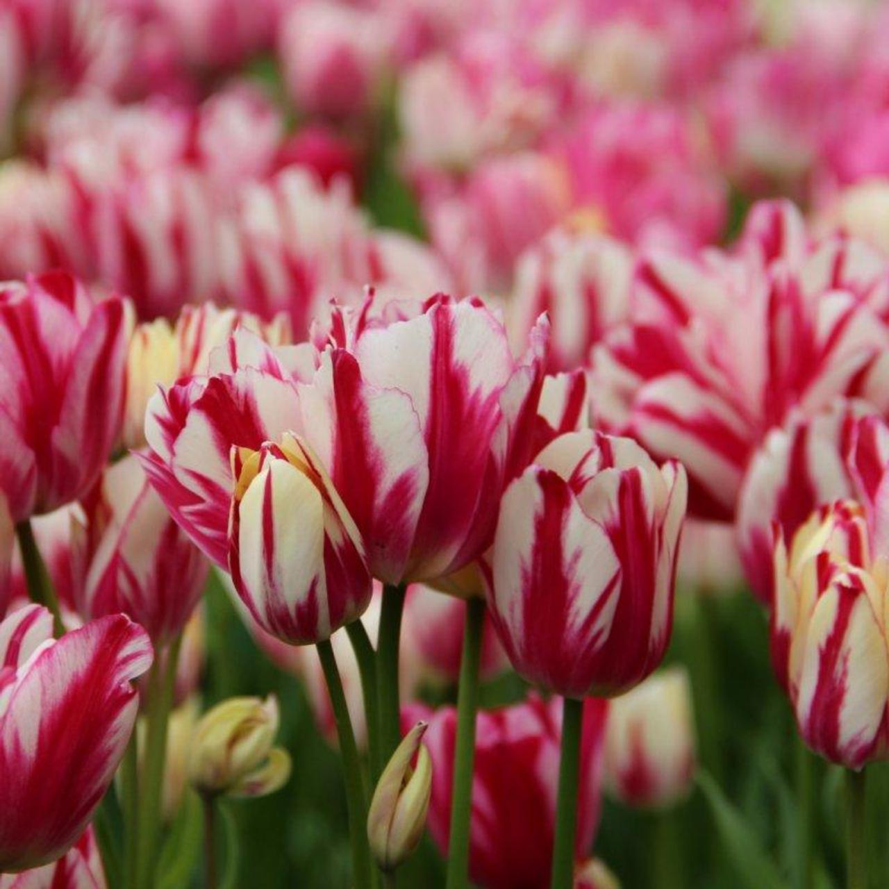 Tulipa 'Flaming Club' - buy plants at Coolplants