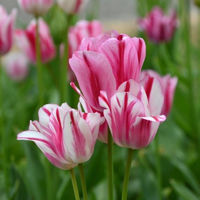 Tulipa 'Flaming Club' plant