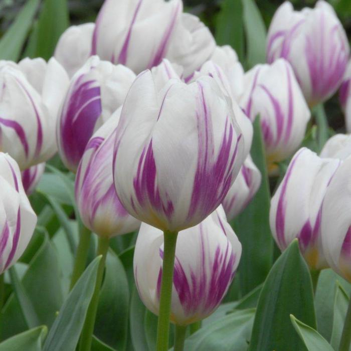 Tulipa 'Flaming Flag' plant