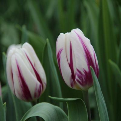 tulipa-flaming-flag