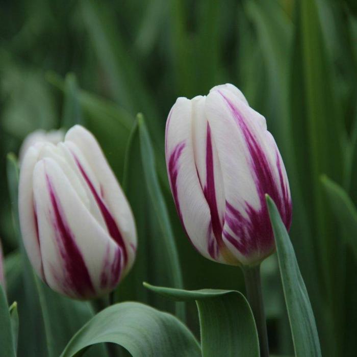 Tulipa 'Flaming Flag' plant