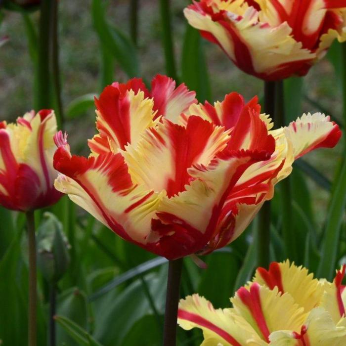 Tulipa 'Flaming Parrot' plant