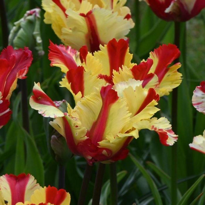 Tulipa 'Flaming Parrot' plant