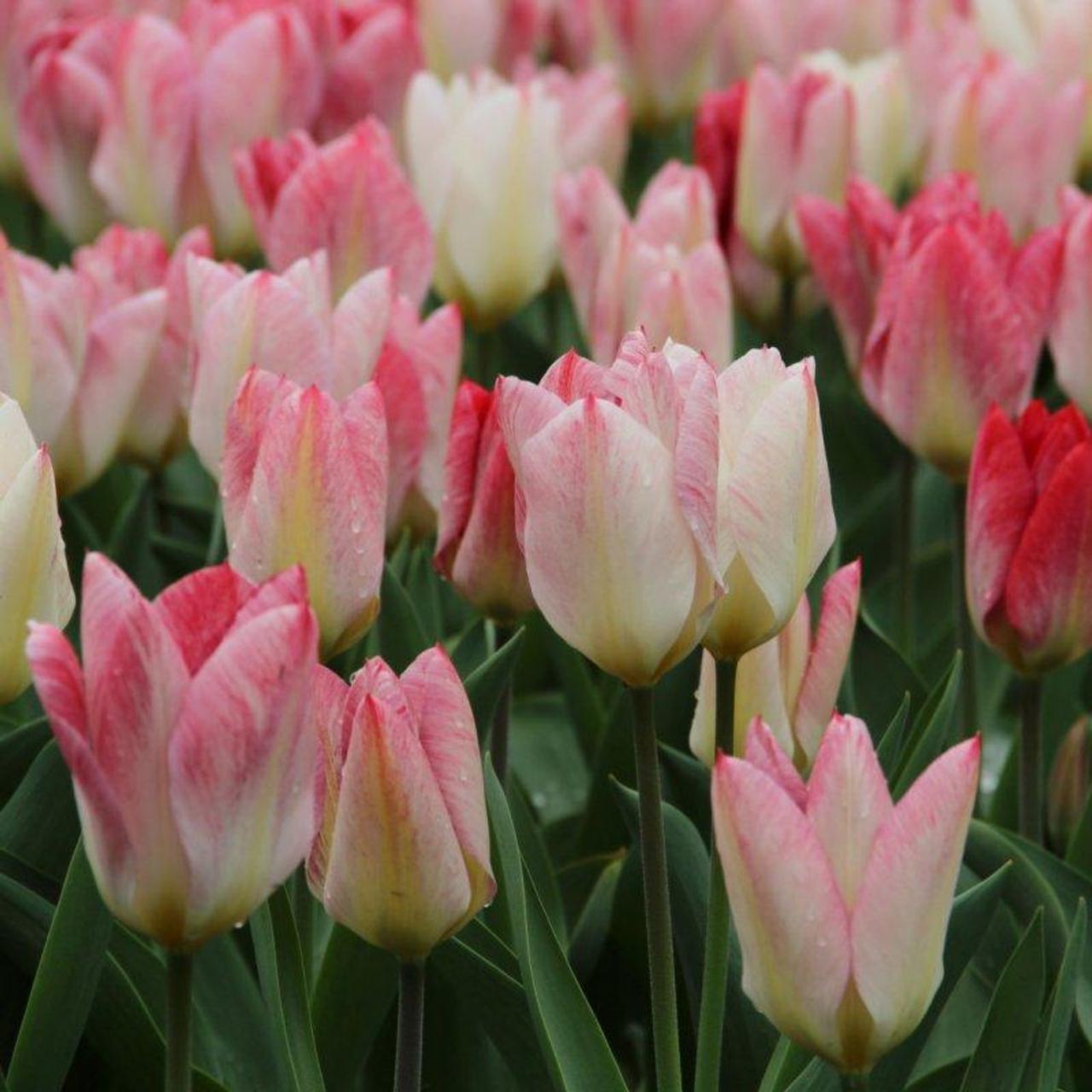 Tulipa 'Flaming Purissima' plant