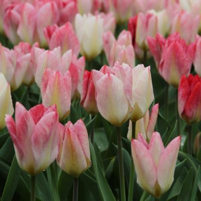 tulipa-flaming-purissima