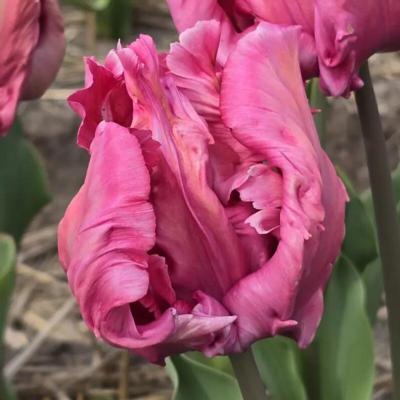 tulipa-flamingo-queen