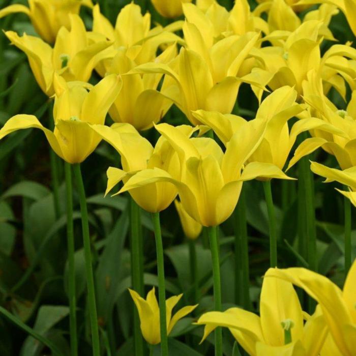 Tulipa 'Flashback'  plant