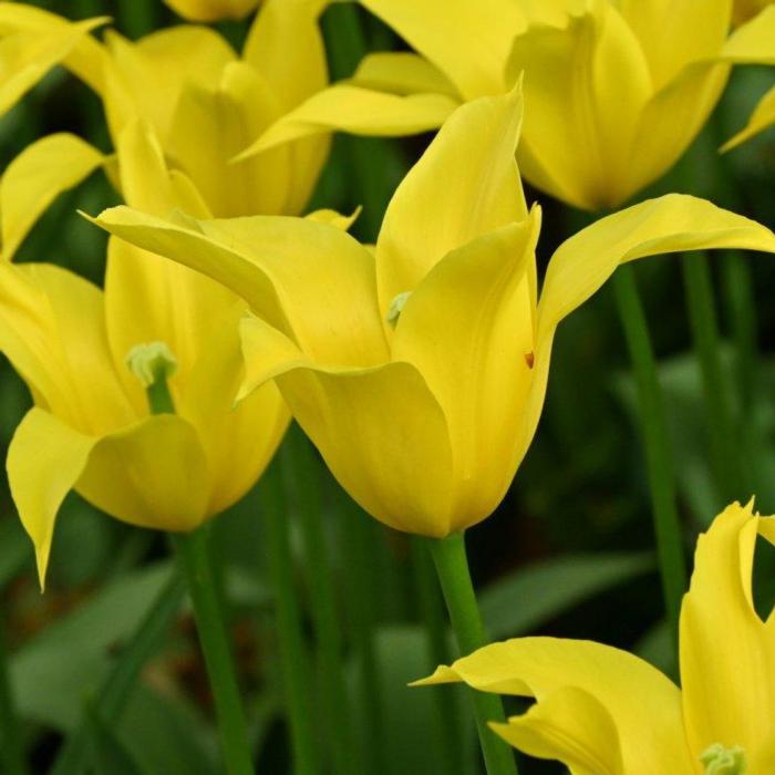 Tulipa 'Flashback'  plant