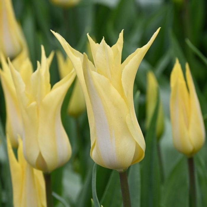 Tulipa 'Florijn Chic' plant