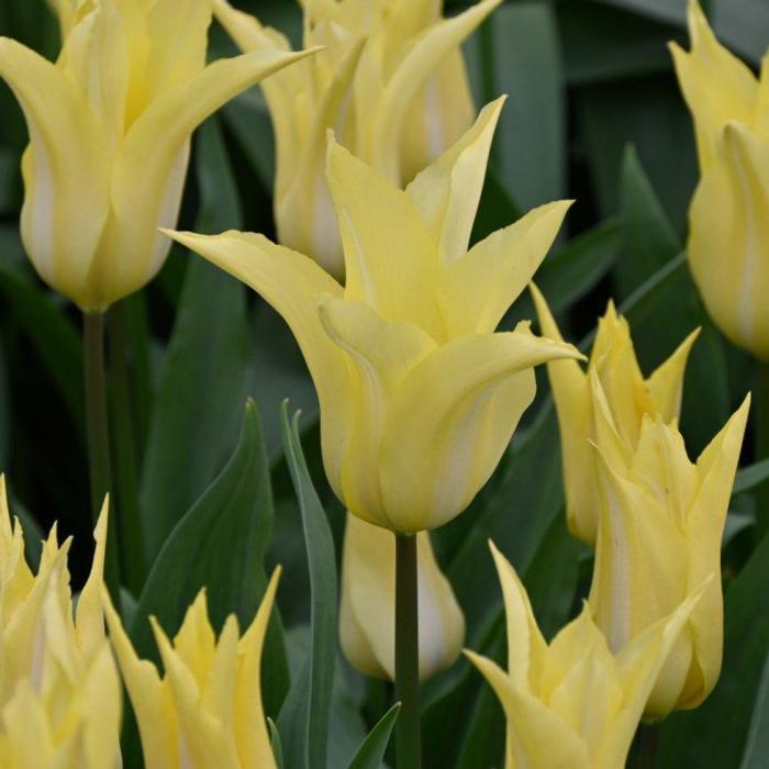 Tulipa 'Florijn Chic' plant
