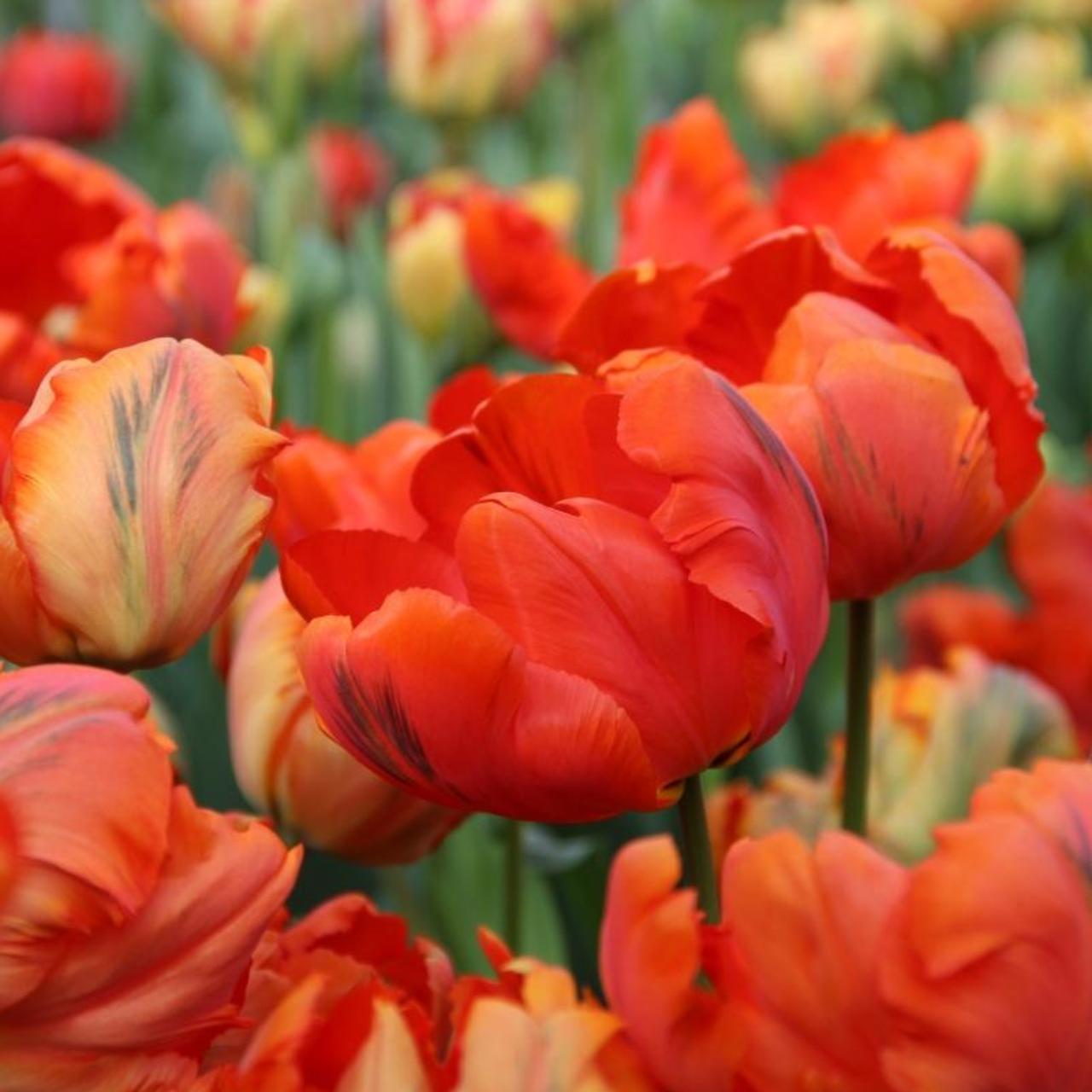 Tulipa 'Flower Power' plant