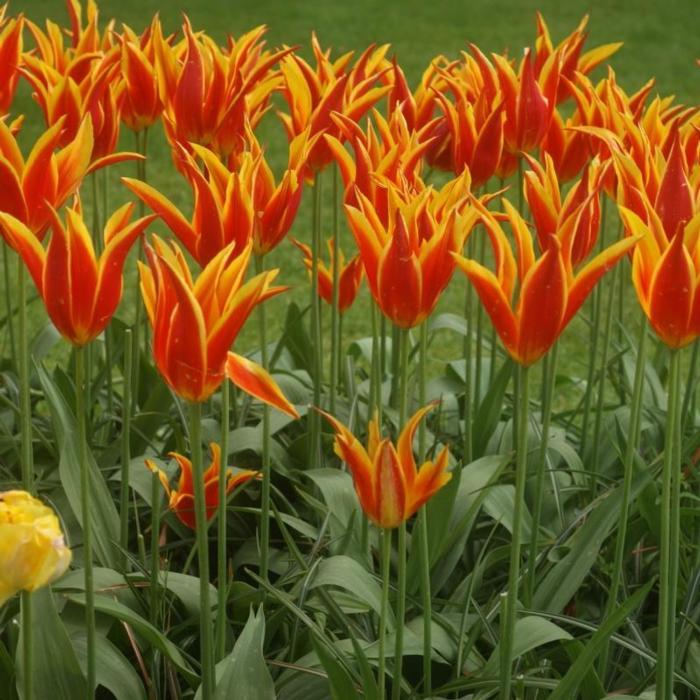 Tulipa 'Fly Away' plant