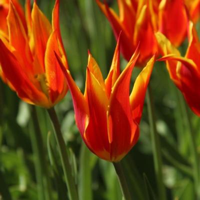 tulipa-fly-away