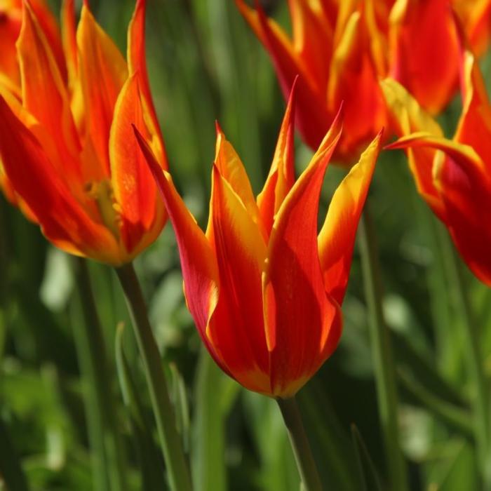 Tulipa 'Fly Away' plant