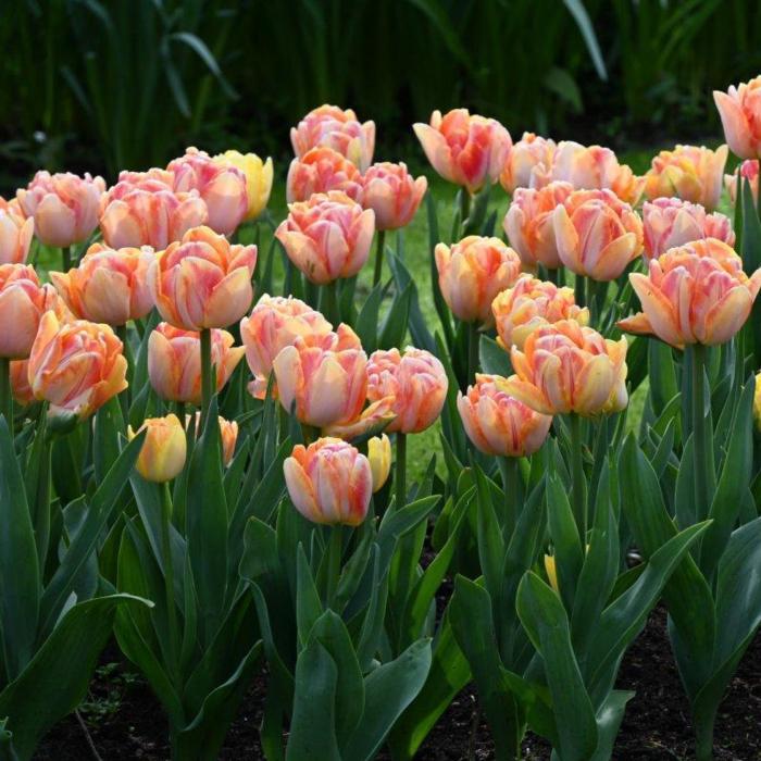 Tulipa 'Foxy Foxtrot' plant