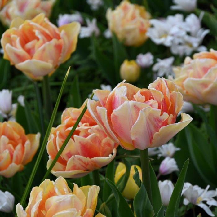 Tulipa 'Foxy Foxtrot' plant