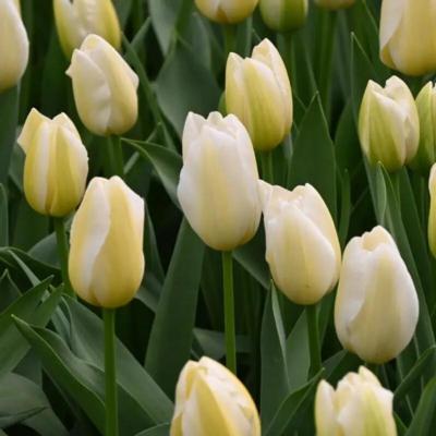 tulipa-franoise