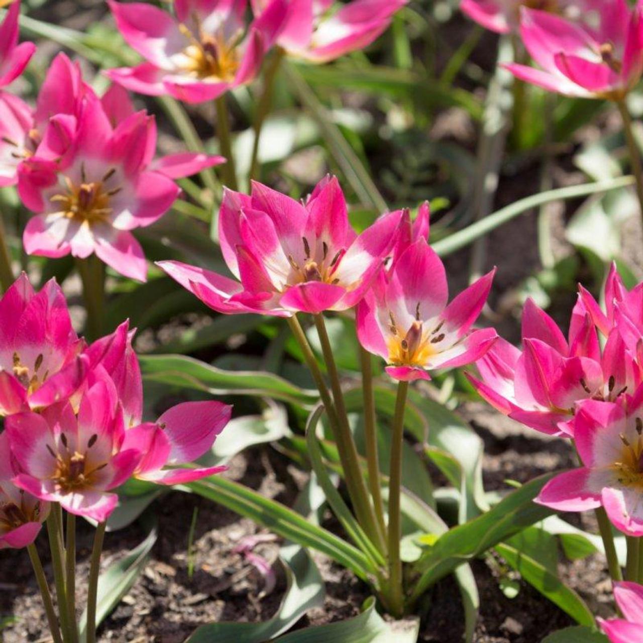 Tulipa 'Garden of Clusius' plant
