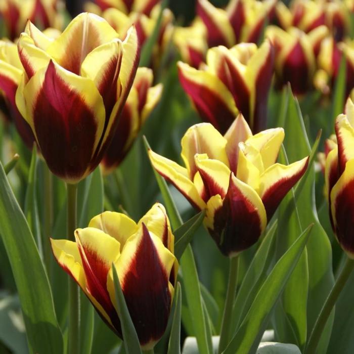 Tulipa 'Gavota' plant