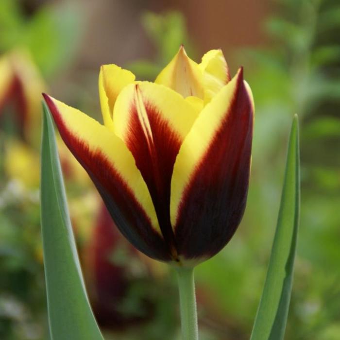 Tulipa 'Gavota' plant