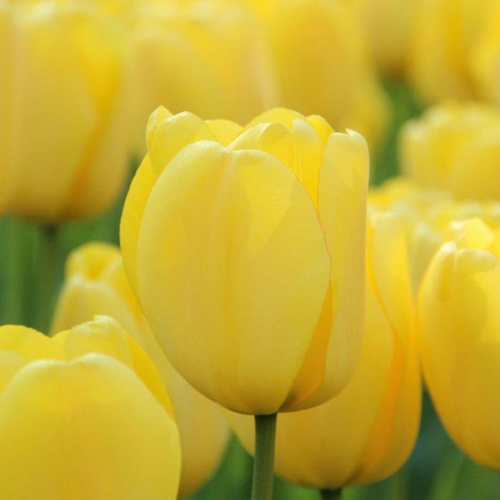 Tulipa 'Golden Parade' plant