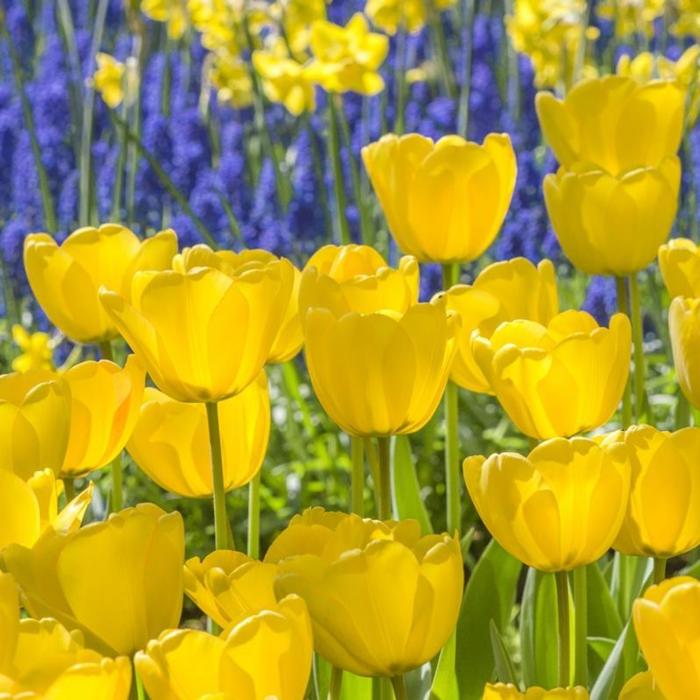 Tulipa 'Golden Parade' plant