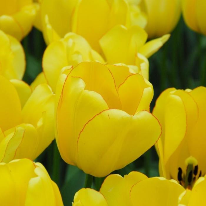 Tulipa 'Golden Parade' plant