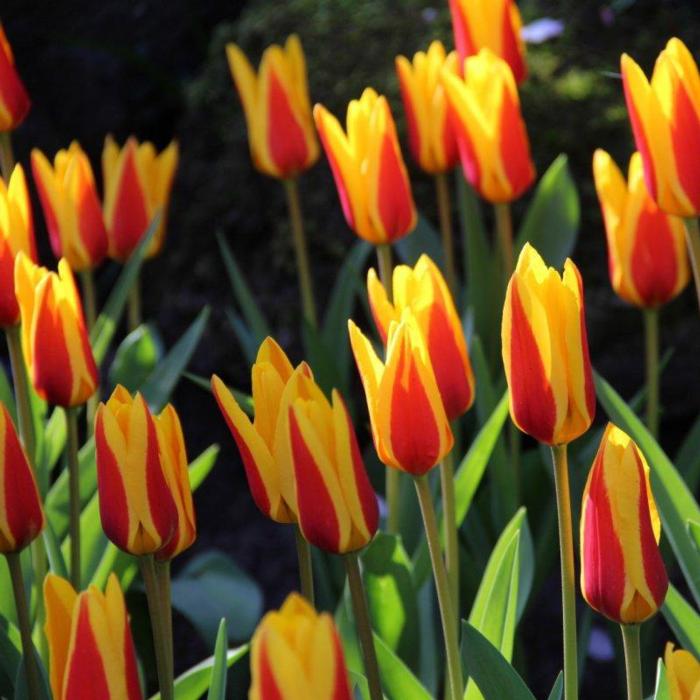 Tulipa 'Goudstuk'  plant