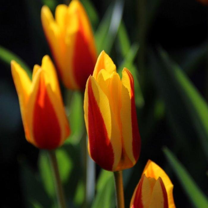 Tulipa 'Goudstuk'  plant