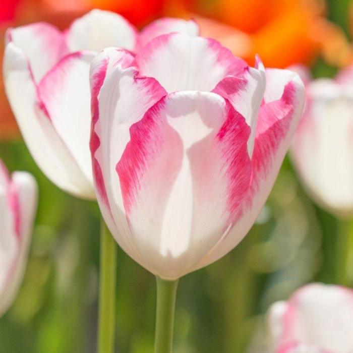 Tulipa 'Graceland' plant