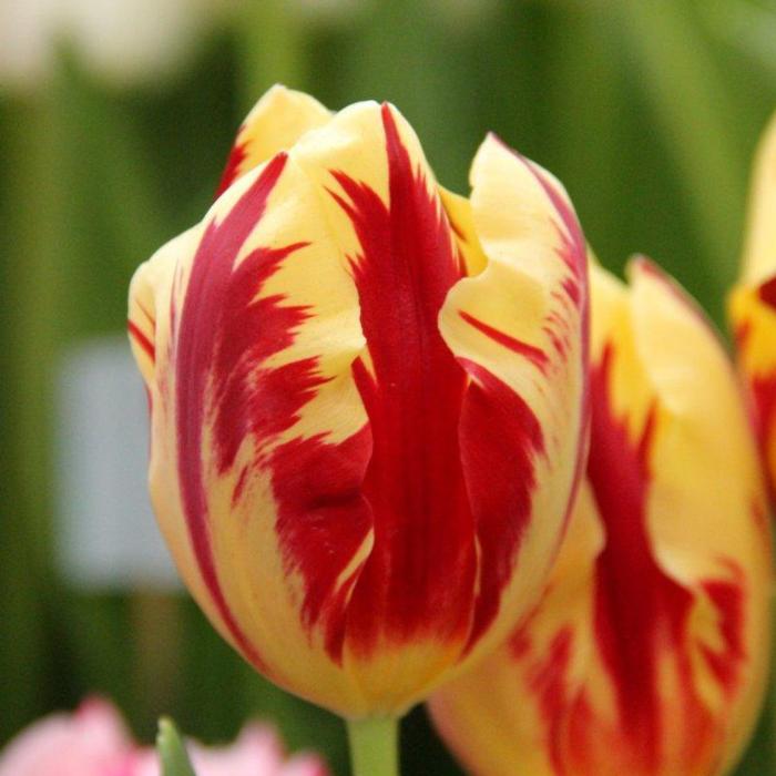 Tulipa 'Grand Perfection' plant