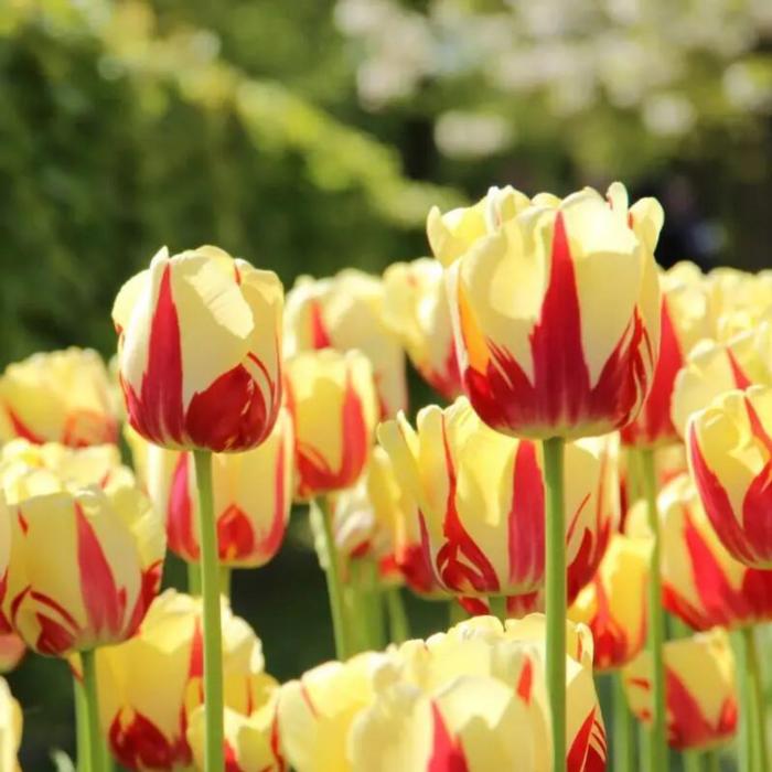 Tulipa 'Grand Perfection' plant