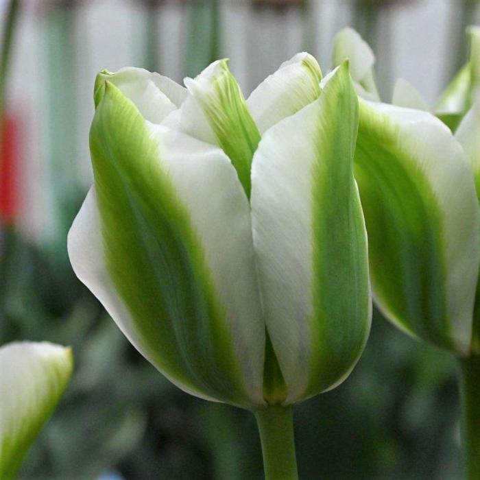 Tulipa 'Green Acres'  plant