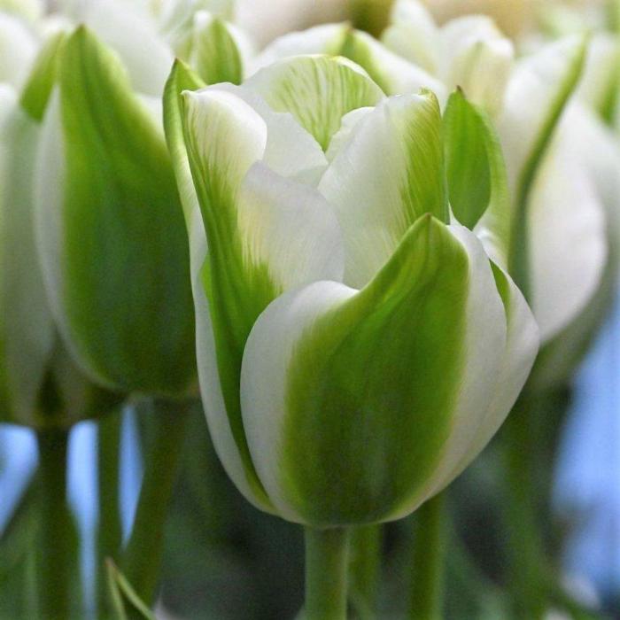 Tulipa 'Green Acres'  plant