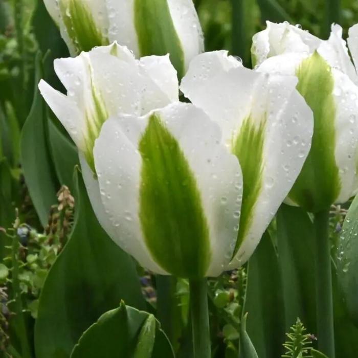 Tulipa 'Green Day' plant