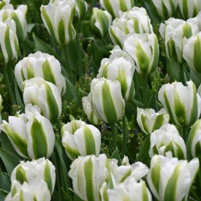 tulipa-green-day
