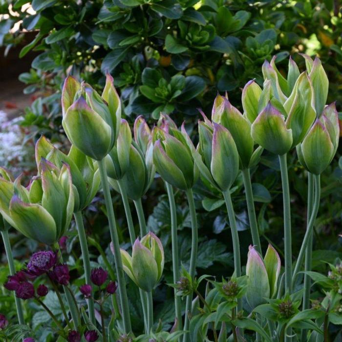 Tulipa 'Green King' plant